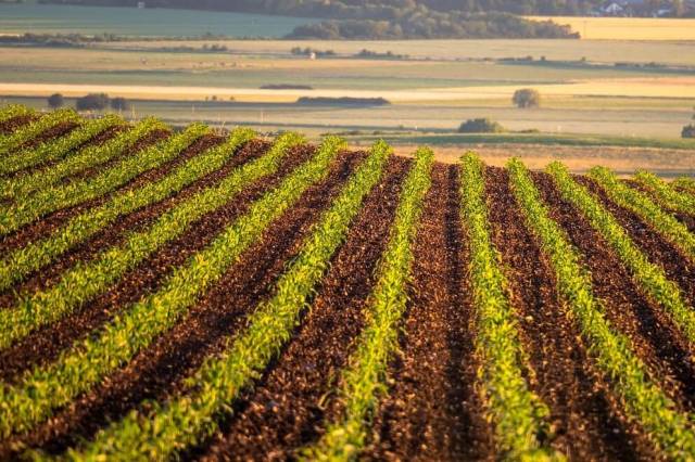 Новосибирские аграрии перевыполнили план посевной