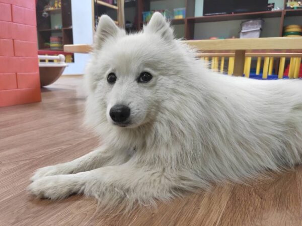 В Новосибирской области под колесами автомобиля погиб пес-терапевт