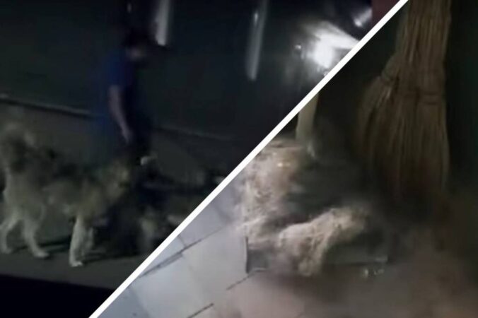 В Новосибирске жители дома не могут найти управу на соседа-собачника