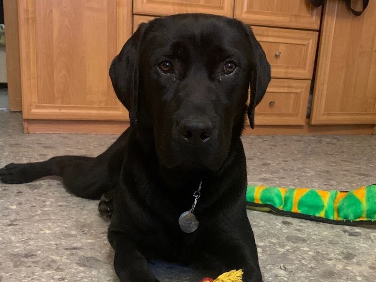 Хозяйка лабрадора Вайта