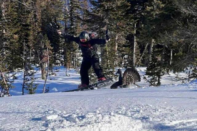 Известный орнитолог прокомментировал нападение глухаря на туристов из Новосибирска в Шерегеше