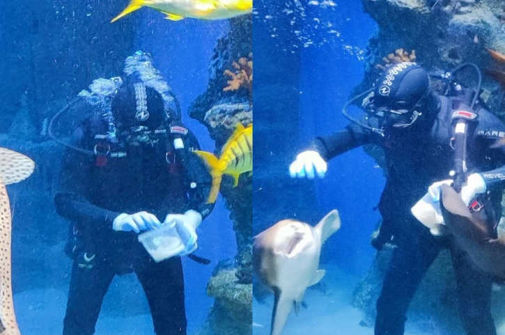 В Новосибирске акул в дельфинарии накормили блинами в честь Масленицы