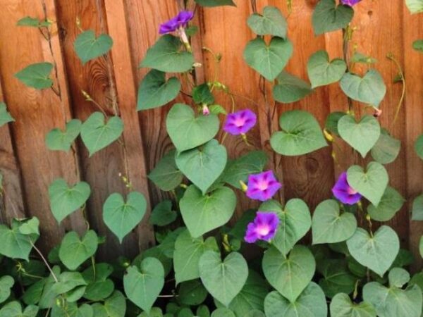 Сажать нельзя