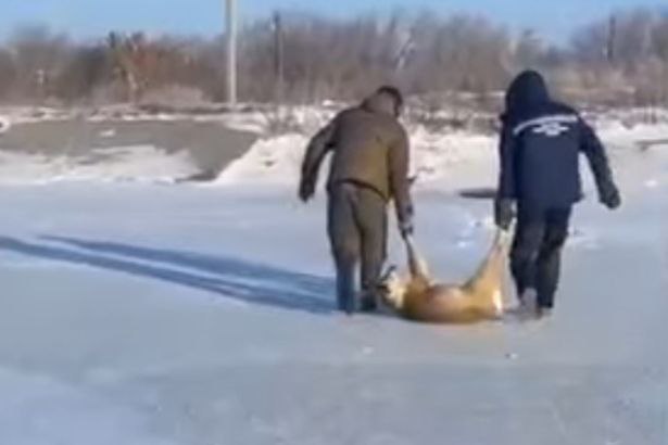 Под Новосибирском рыбаки спасли косулю