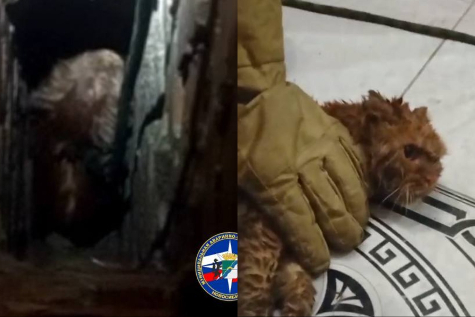 Новосибирские спасатели вытащили кота из вентиляционной шахты