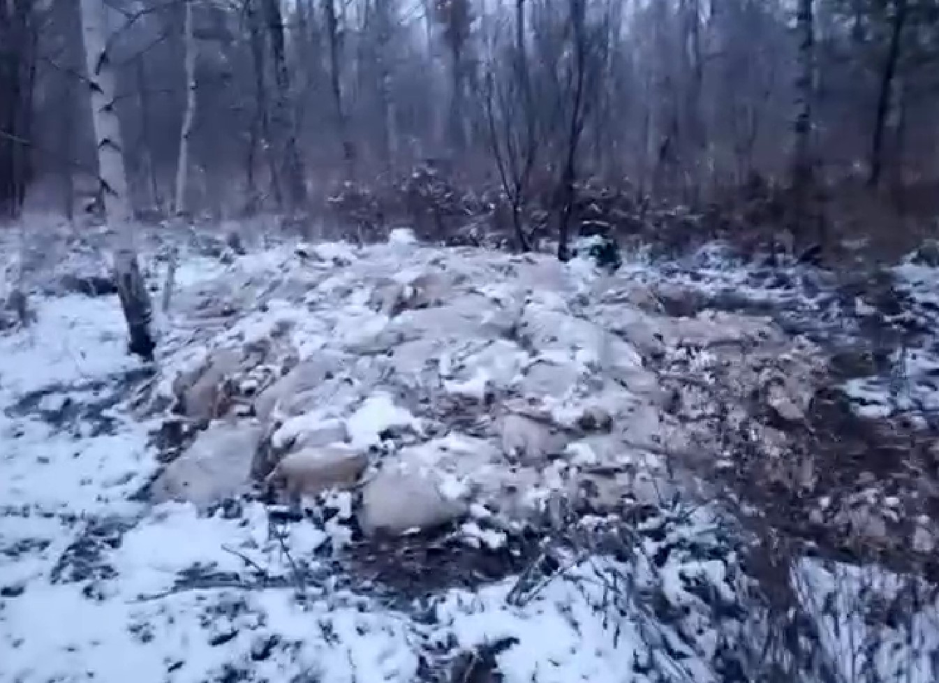 «Вонища жуткая»: огромную кучу свиных шкур обнаружили в лесу под Новосибирском