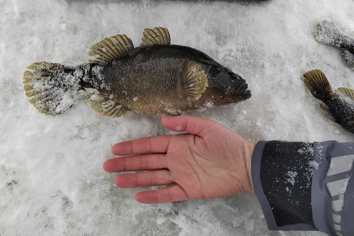 Под Новосибирском девушка поймала необычную рыбу
