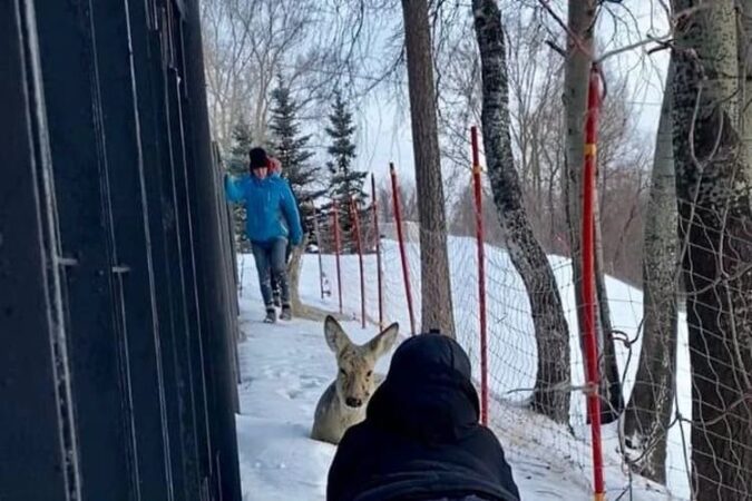 В Новосибирске обнаружили раненную косулю в Заельцовском парке