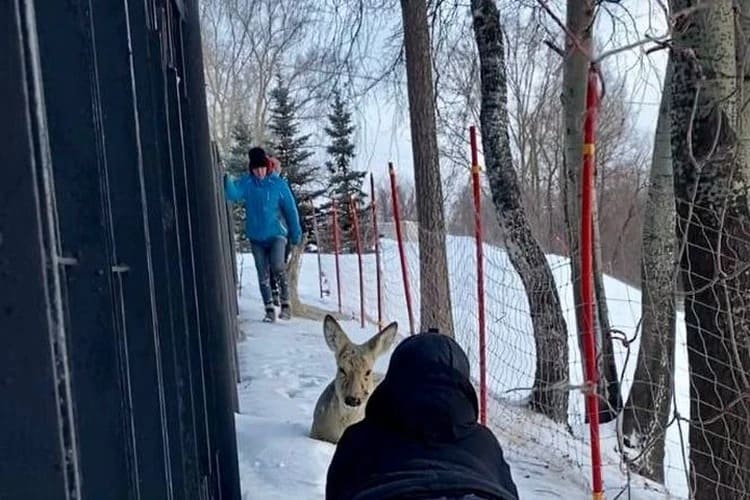 В Новосибирске обнаружили раненную косулю в Заельцовском парке