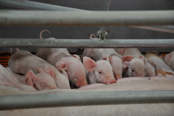 Новосибирская прокуратура подала иск к АО «Кудряшовское» на 3 млрд рублей