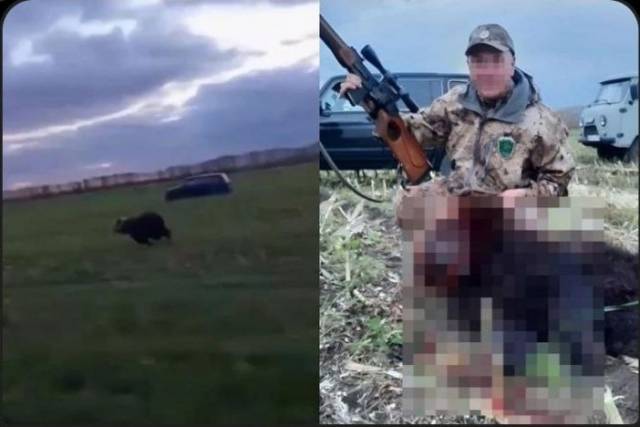 В минприроды НСО прокомментировали убийство медведя