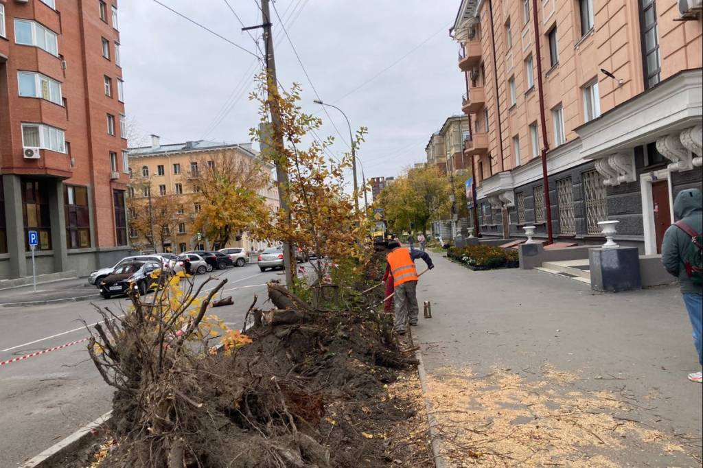 В центре Новосибирска снесли деревья на черемуховой аллее