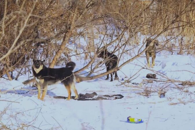 Под Новосибирском собака напала на ребенка: ее хозяйка выплатит компенсацию