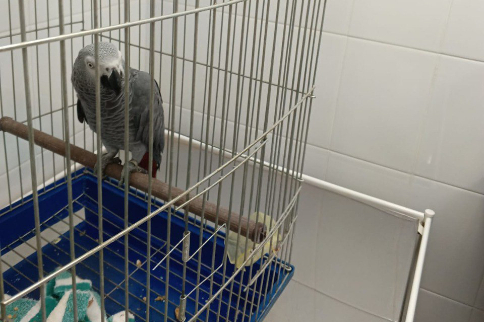 Попугая депортировали в Таджикистан из Новосибирска