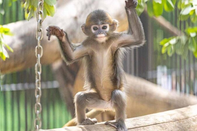 В Новосибирске с 1 апреля повысятся цены на билеты в зоопарк