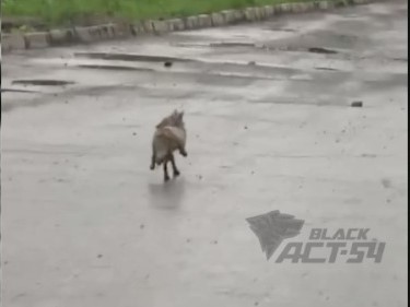 В минприроды предупредили об опасности лис