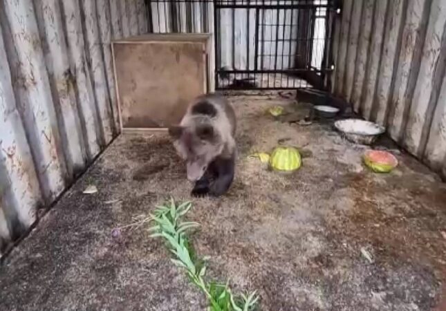 Видео: глава Минприроды Евгений Шестернин показал игры медвежонка