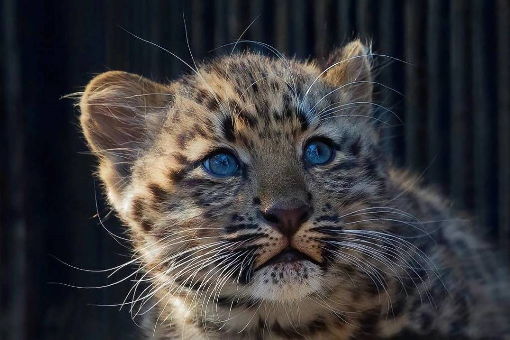 Новосибирцам показали обед малышки леопарда