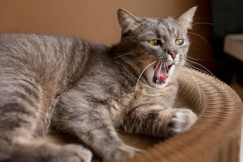 Новосибирцу вынесли приговор за убийство кошки и кражу