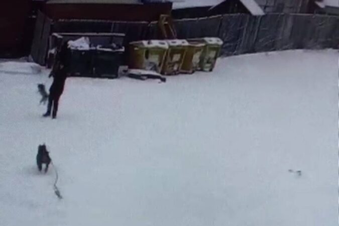 «Боятся мамочки и пенсионеры»: в Искитиме собака без намордника «терроризирует» соседей