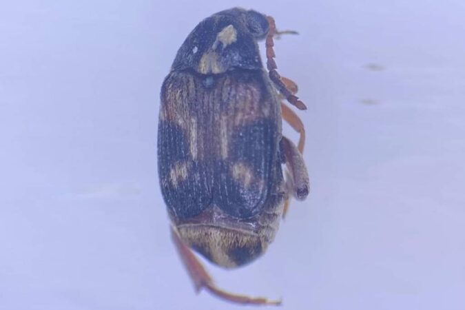 В Новосибирске пресекли ввоз личинок опасного насекомого из Таджикистана