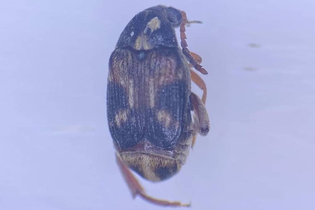 В Новосибирске пресекли ввоз личинок опасного насекомого из Таджикистана