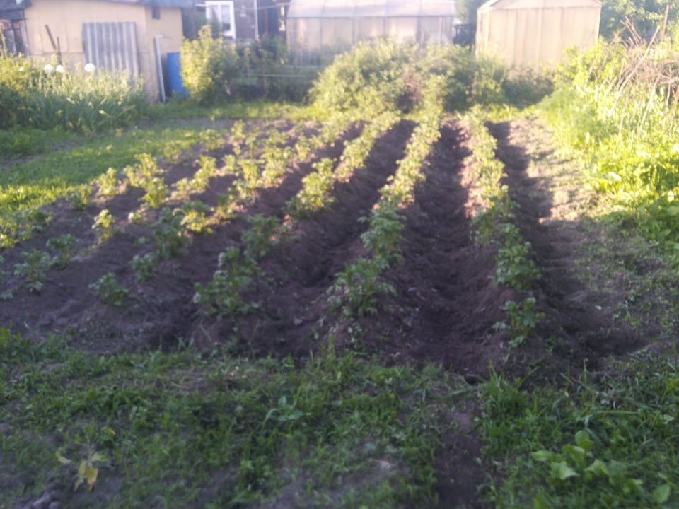 Вот и кончилось теплое лето: опубликован прогноз погоды на август-2024 в Новосибирске