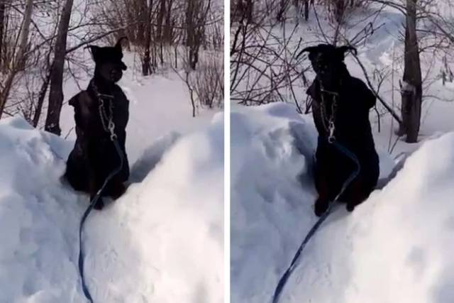 В Новосибирске собаку в наморднике и куртке бросили возле приюта