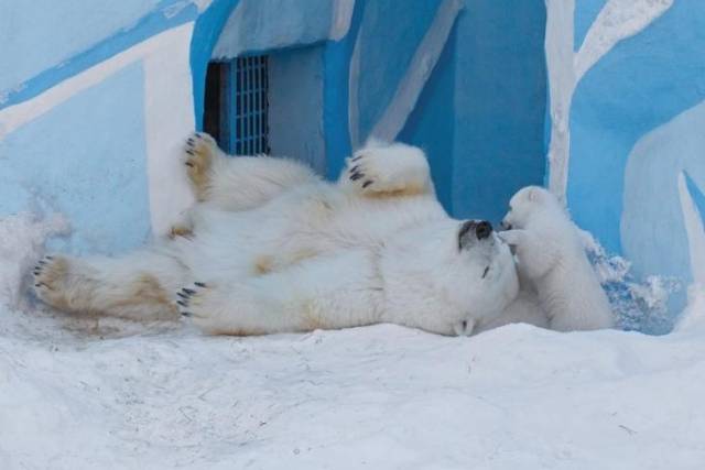 Мэр Новосибирска Анатолий Локоть прокомментировал скандал с именами белых медвежат из зоопарка