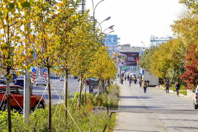 В Новосибирске обсудили плату за снос деревьев