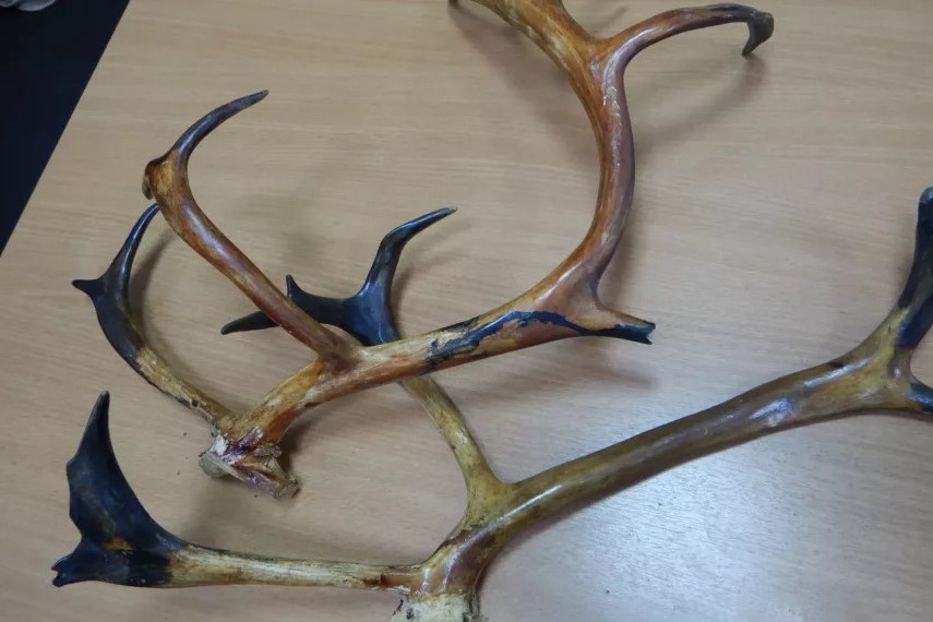 Таможенники задержали мужчину с рогами в аэропорту «Толмачёво»