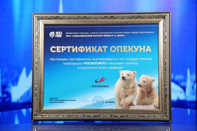 «Роскосмос» взял под опеку новосибирских белых медвежат Белку и Стрелку