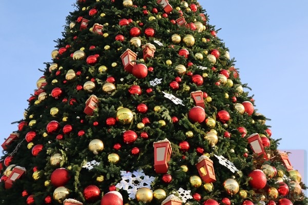 Главную новогоднюю ель в Новосибирске установят до 1 декабря