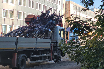 Трехметровые московские ели высадили в Новосибирске