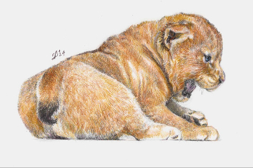 Новосибирские ученые выяснили возраст мумии саблезубого котенка