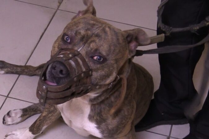 В Новосибирске мужчина предстанет перед судом за похищение собаки