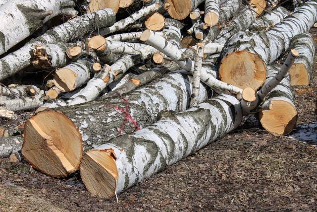 Под Новосибирском за вырубку шести берез «черный лесоруб» получил 10 месяцев условно