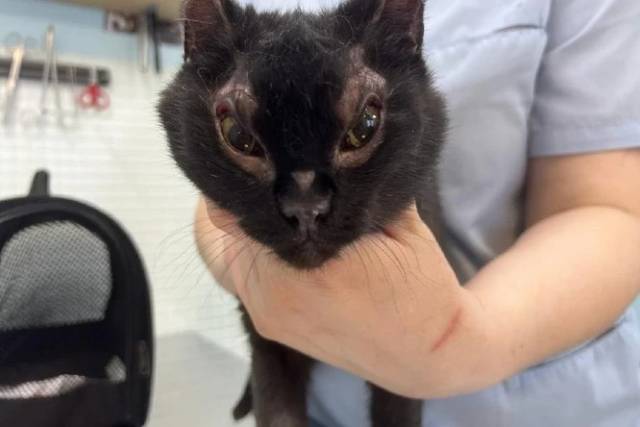 Под Новосибирском полиция ищет подростков-живодеров