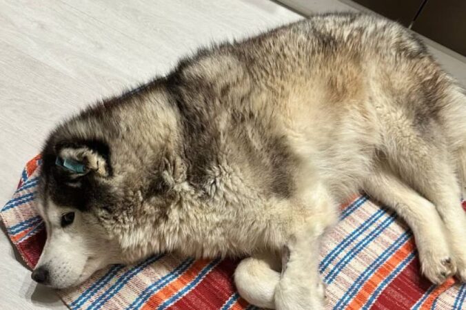 Новосибирские волонтеры проехали почти 2 000 километров ради спасения больной хаски