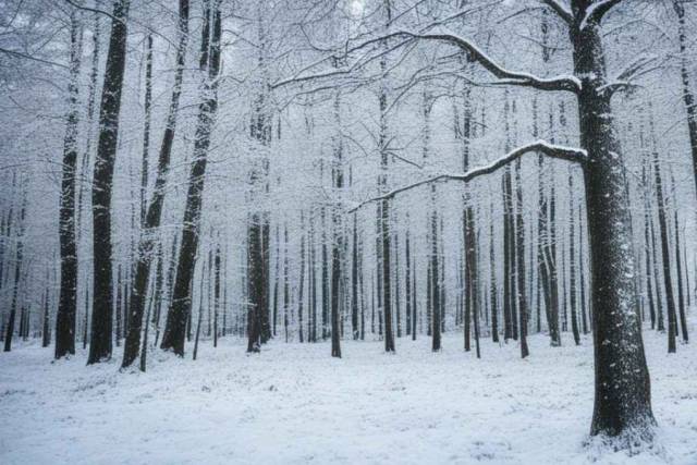 В Первомайском районе Новосибирска в лесу обнаружили труп мужчины