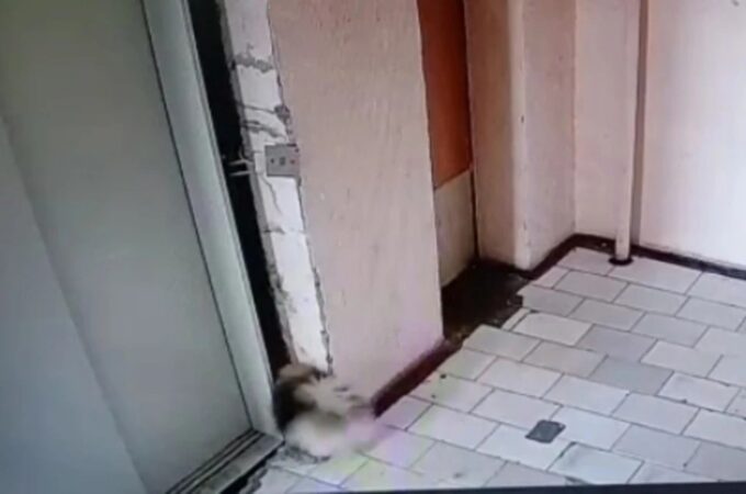 В Новосибирске прокуратура начала проверку после падения шпица в шахту лифта