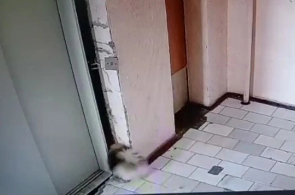 В Новосибирске прокуратура начала проверку после падения шпица в шахту лифта