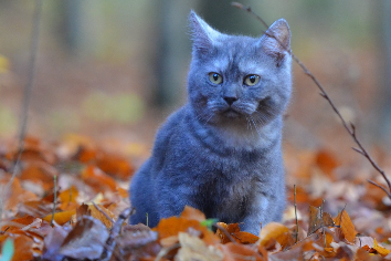 Теплые выходные с дождём ожидают новосибирцев
