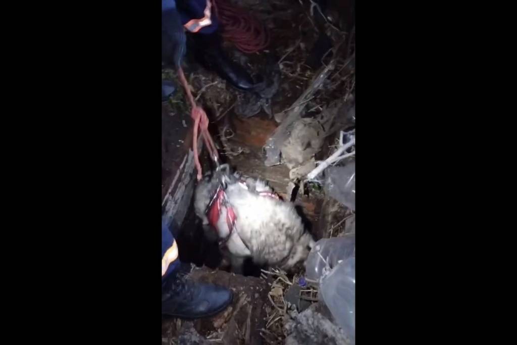 В Новосибирске алабай весом в 100 килограммов провалился в погреб: его вызволили спасатели