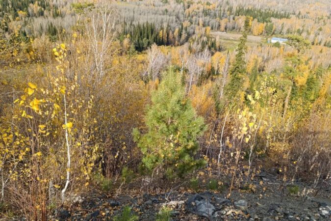В Новосибирске ожидают третье бабье лето