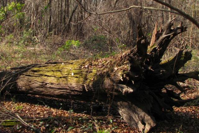 Под Новосибирском упавшее дерево убило многодетную мать