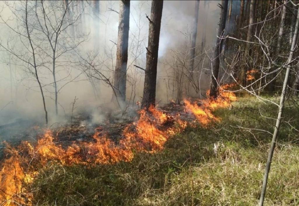 В Новосибирской области локализован пожар в Кирзинском заказнике