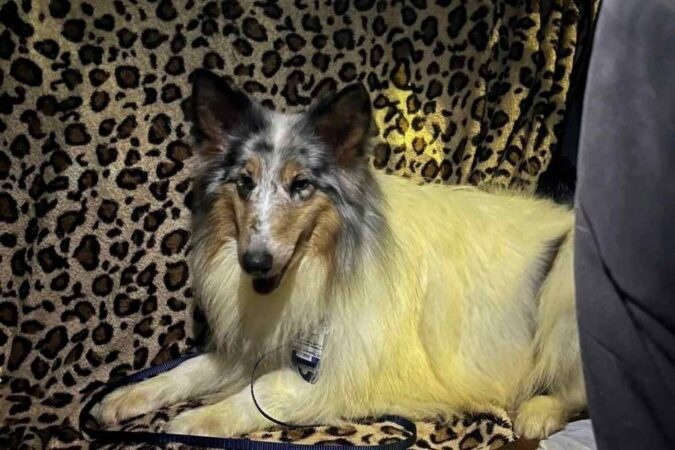 В Новосибирске нашли новый дом бывшим цирковым собакам из вольера с медведями