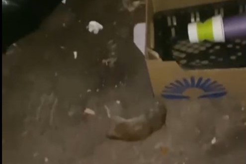 В Новосибирске полчища крыс поселились во дворах многоэтажек в Октябрьском районе