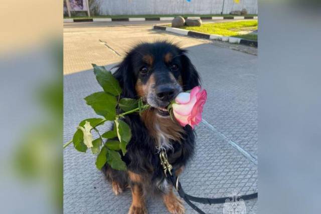 В Новосибирске пса-спасателя с Линейной